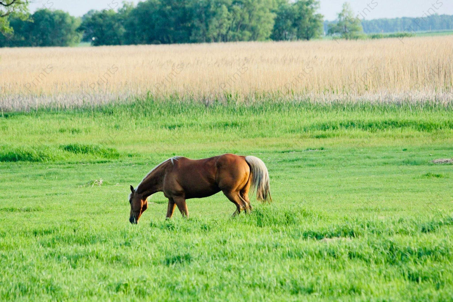 Palomino Pasture - Artist by Attic In Valley - 