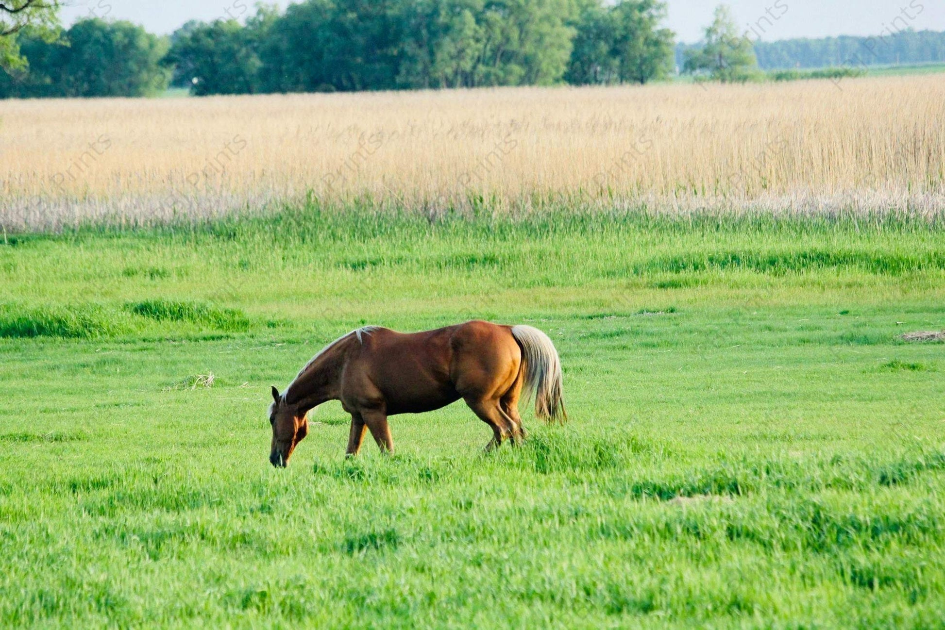 Palomino Pasture - Artist by Attic In Valley - 