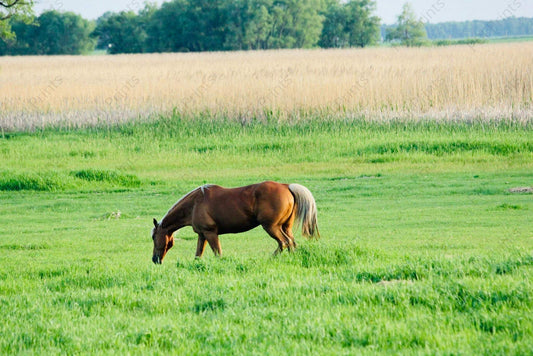 Palomino Pasture - Artist by Attic In Valley - 