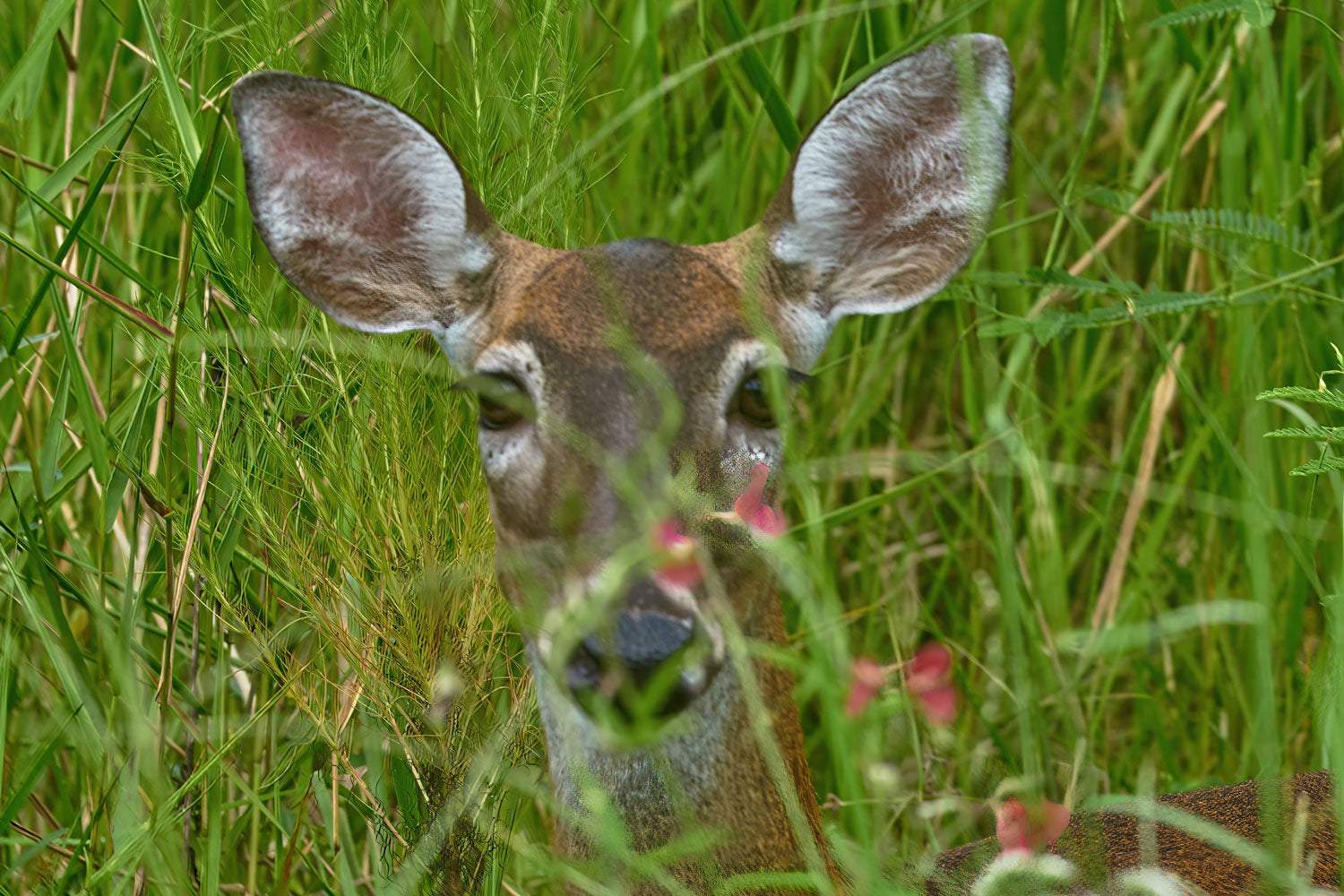 Doe in a Marsh - Artist by Darin E Hartley Photography - 