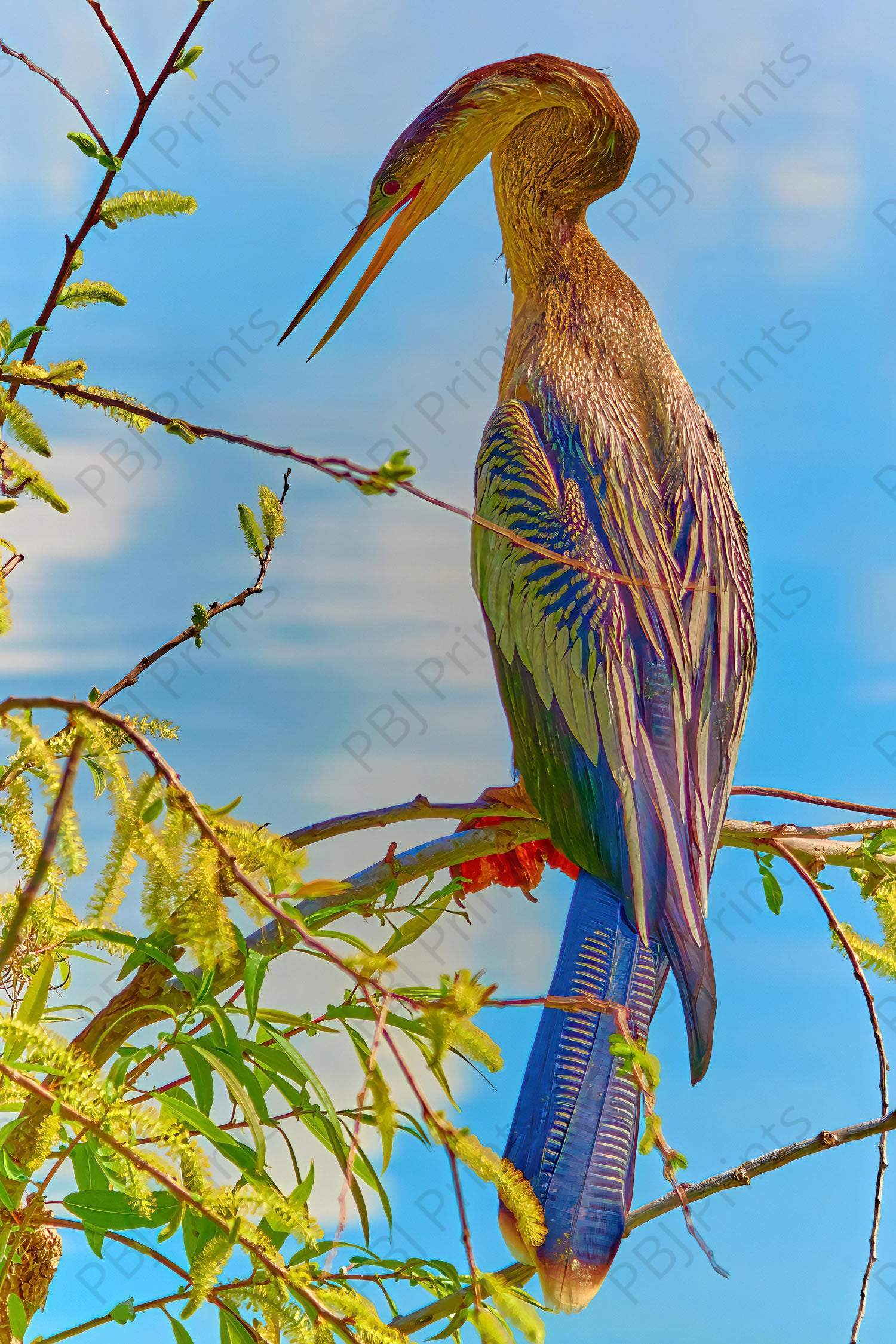 Female Anhinga - Artist by Darin E Hartley Photography - 