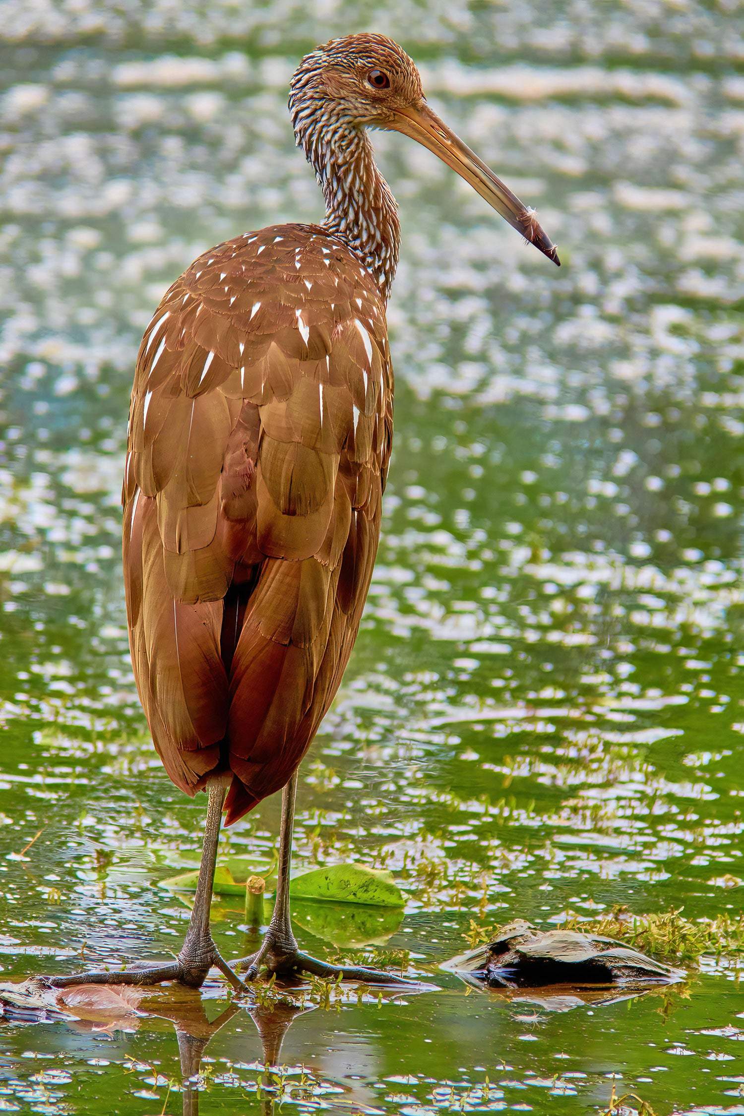 Lovely Limpkin - Artist by Darin E Hartley Photography - 