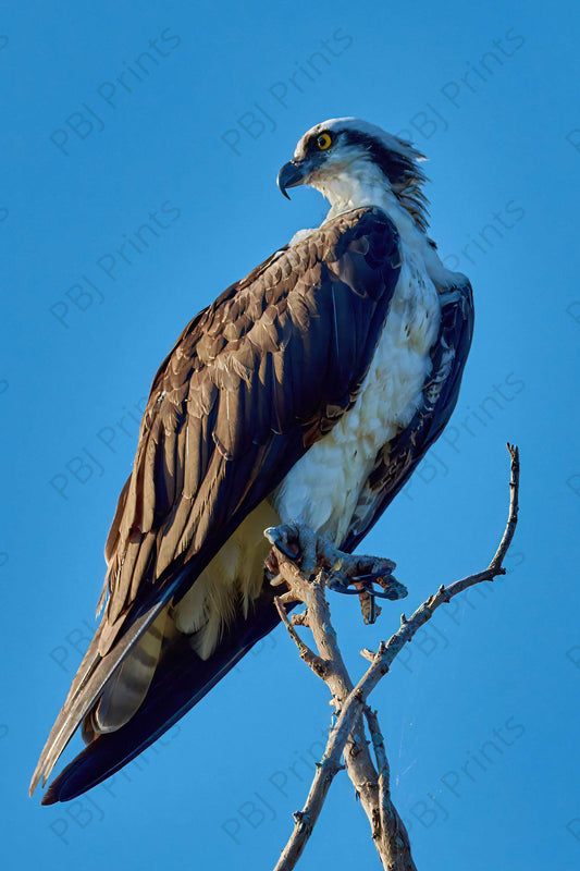 Osprey - Artist by Darin E Hartley Photography - 