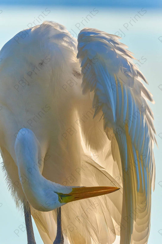 Preening Great Egret - Artist by Darin E Hartley Photography - 