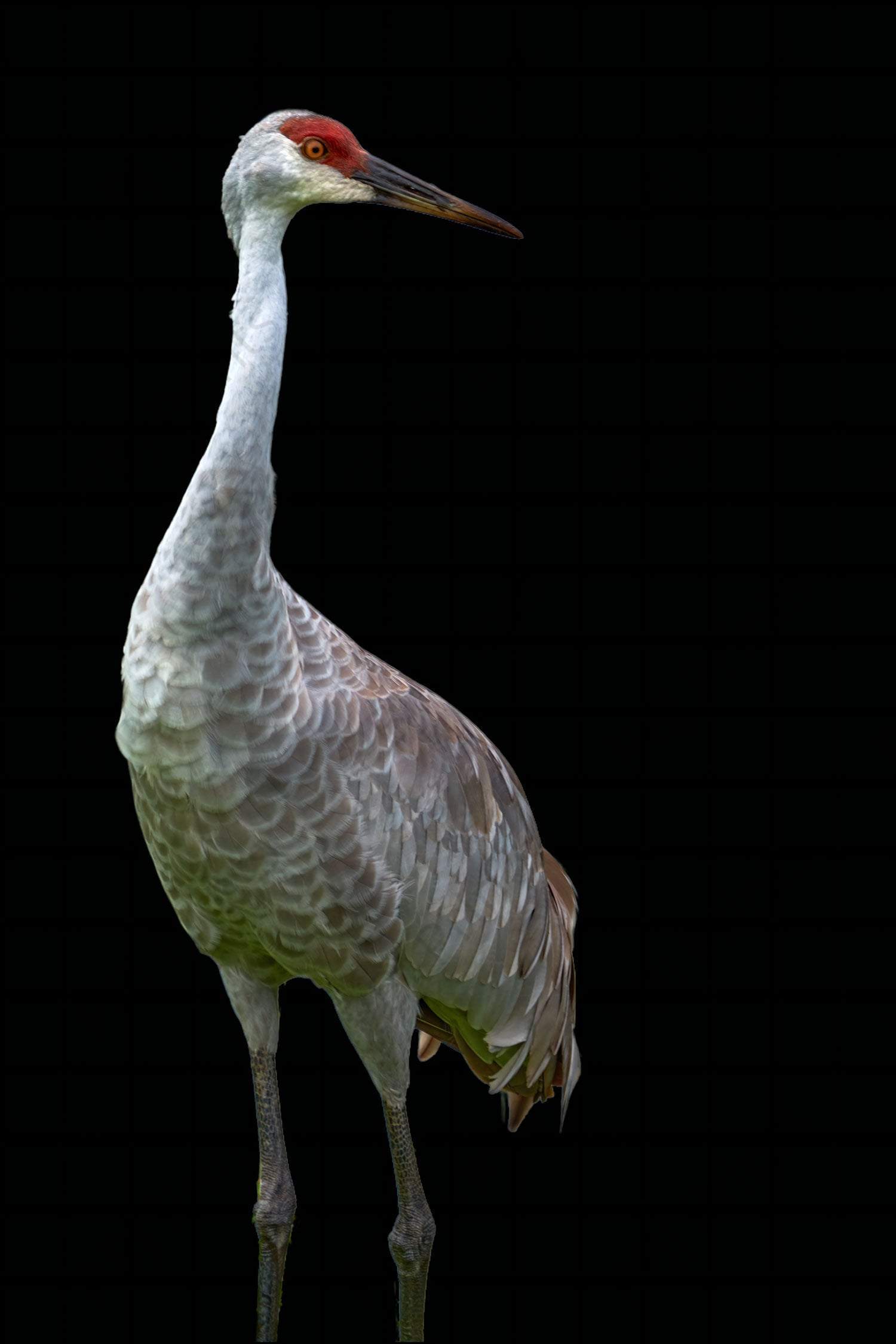 Sandhill Crane Against Black - Artist by Darin E Hartley Photography - 