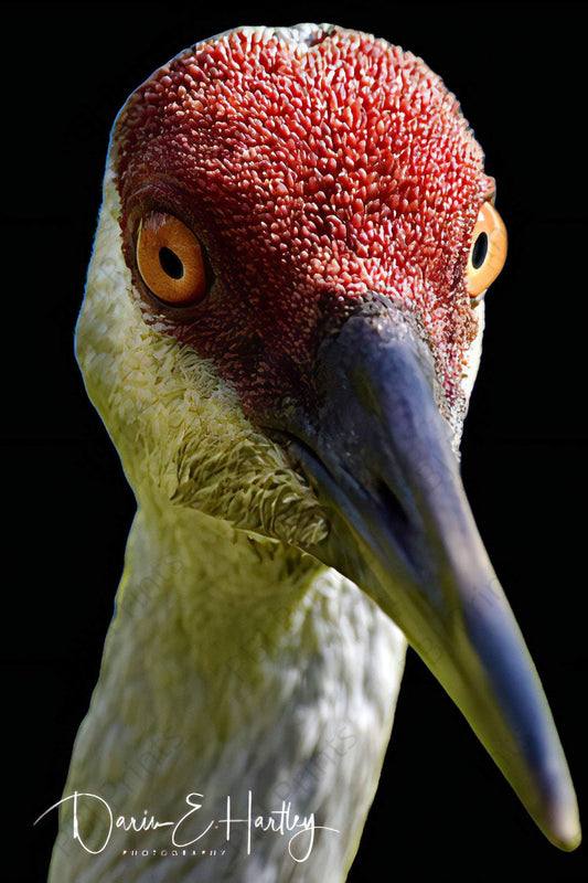 Sandhill Crane Closeup - Artist by Darin E Hartley Photography - 