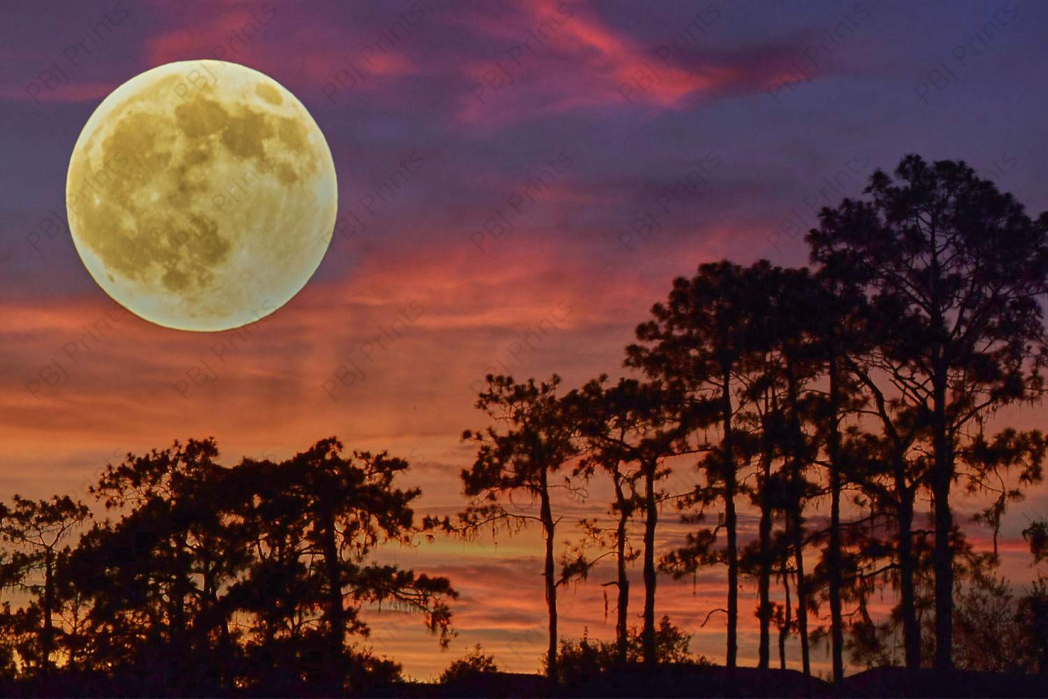 Slash Pine Moonset - Artist by Darin E Hartley Photography - 